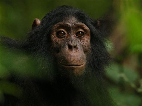 Scientists Capture Diverse Reactions Of Wild Apes To Camera Traps