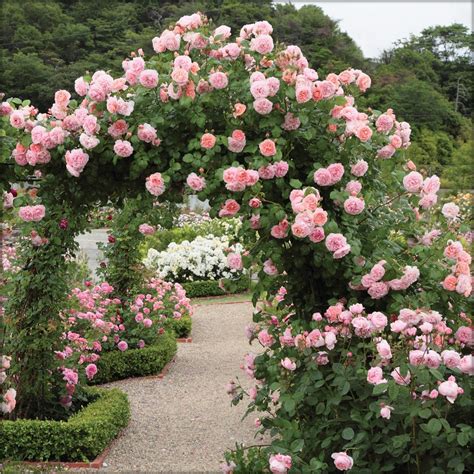 13 Best Climbing Roses For You Gardens