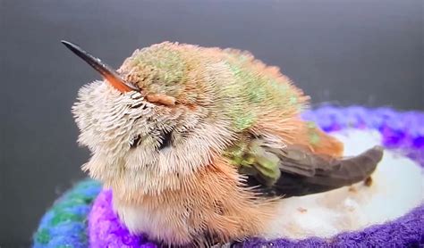 This Is What A Baby Hummingbird Looks Like Mildlyinteresting Baby