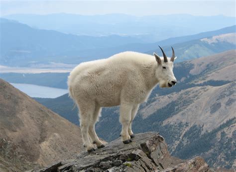 Yellowstone Wildlife Spotlight Mountain Goat Yellowstone Bear World