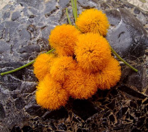 Arbusto dai piccoli fiori bianchi profumatissimi. Fiori di gaggìa profumatissimi | Acacia farnesiana Grazie ...