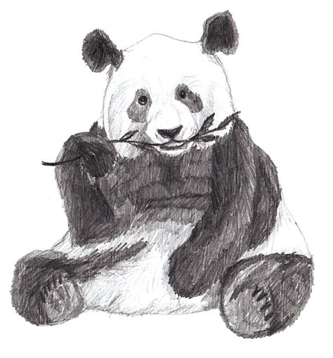 Как нарисовать панду Рисунок панды поэтапно карандашом