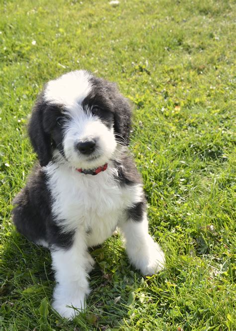 Jenner Sheepadoodle Puppy At Sherrier Shaggy Bottoms Sheepadoodle