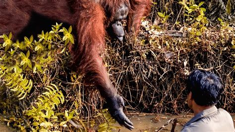 Camera Captures A Wild Orangutan Giving A Helping Hand To A Man Stuck