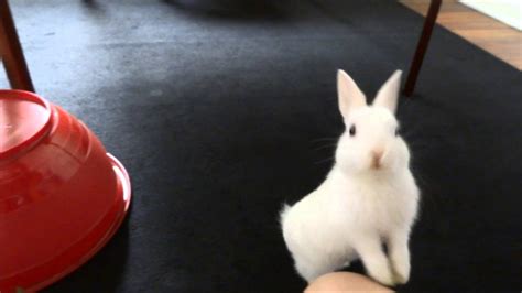 How To Train A Bunny Youtube