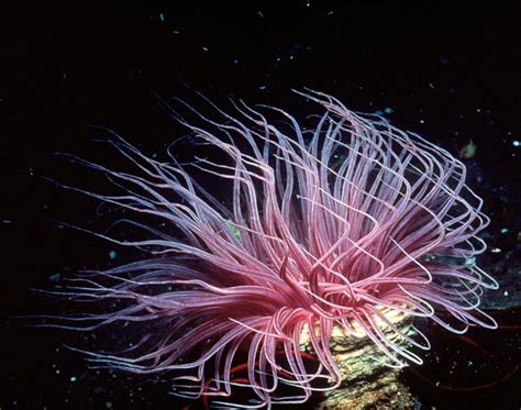 90 Best Strange Deep Sea Creatures And Plants Images On Pinterest