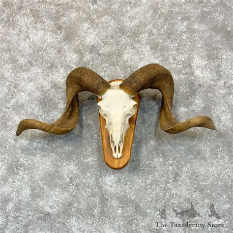 Corsican Ram Skull European Mount For Sale 28815 The Taxidermy Store
