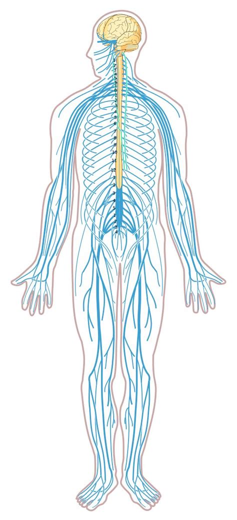 Human Central Nervous System Diagram Diagram Of The Nervous System