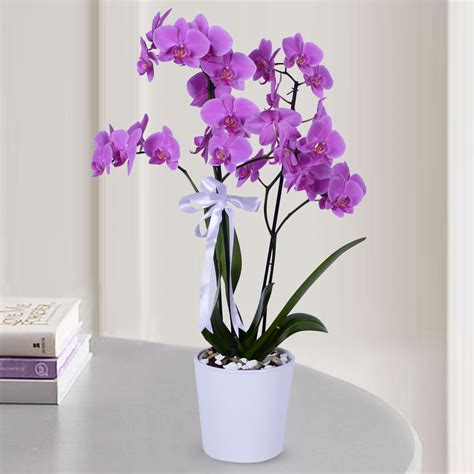 Send Flowers Turkey 3 Purple Orchids In Pot From 109usd