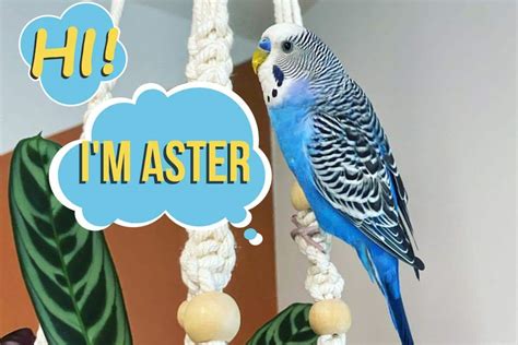Blue Parakeet Names Cute And Funny Bird Names