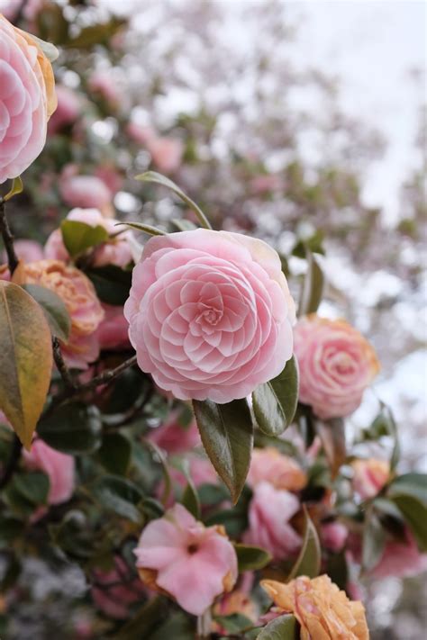5 Stunning Winter Flowers Send Fresh Flowers And Ts Online The