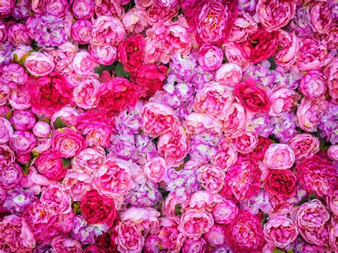 Flower, flowers,flowers, pink poppies with blue background, flower arranging, branch png. Beautiful background of artificial pink peonies. Wedding ...