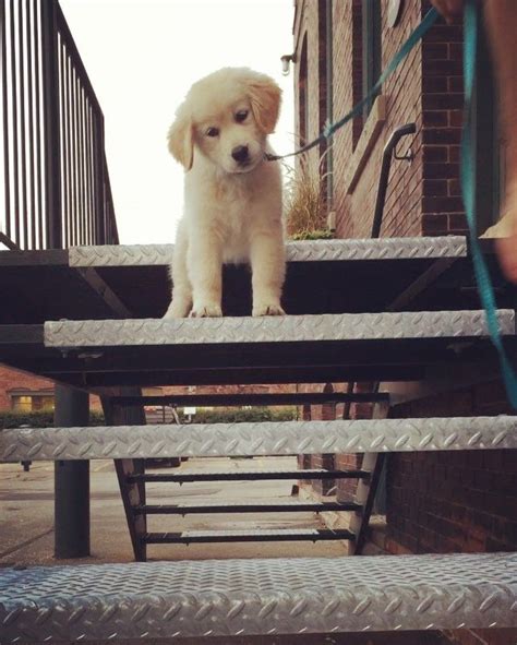 19 Puppies Learning How To Walk On Stairs That Honestly Will Just Make