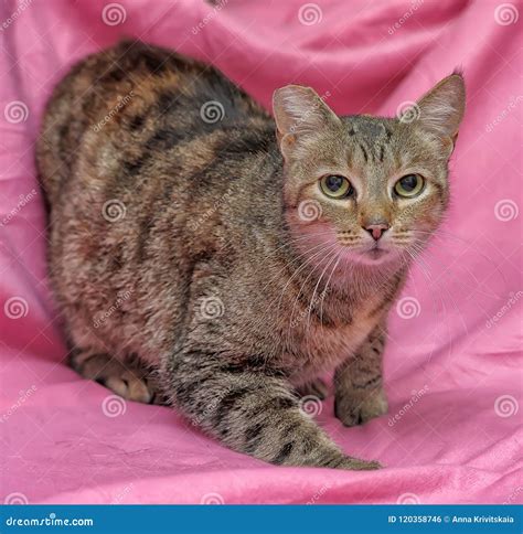 Striped Cat With A Clipped Ear Stock Photo Image Of Bokeh Black