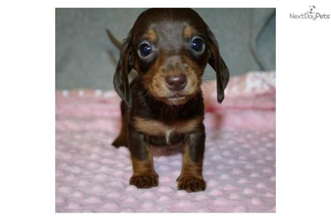 We have akc mini dachshund puppies. Dachshund, Mini puppy for sale near Jacksonville, North ...