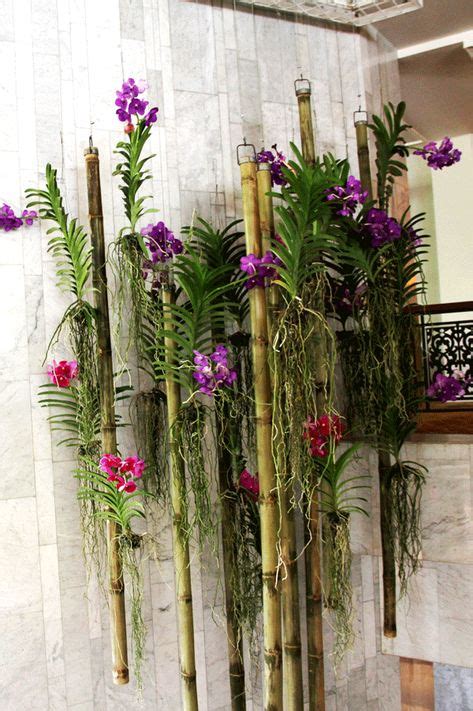 100 Orchid Display Ideas Orchids Orchids Garden Plants