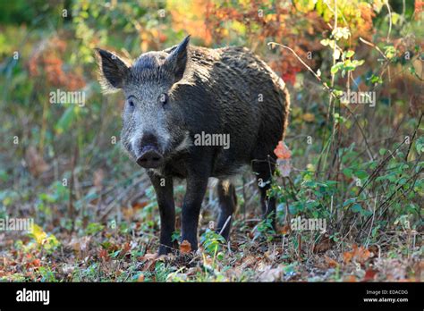 Wild Boar In Forest Of Dean Stock Photo Alamy