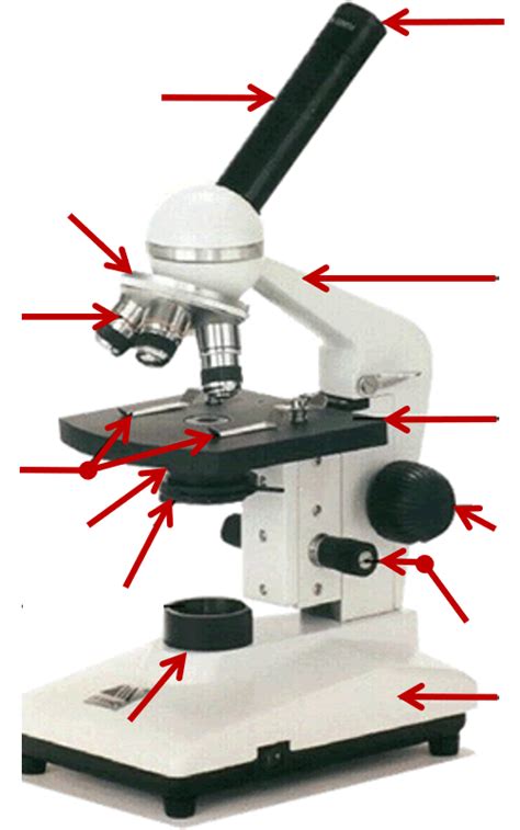 3 1 Compound Light Microscope Diagram Quizlet