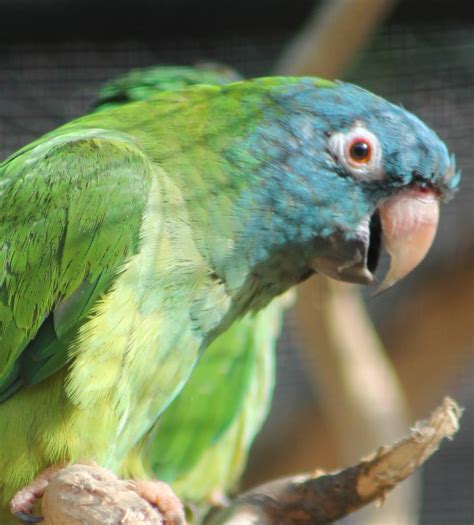 Blue Crowned Conure Zoochat