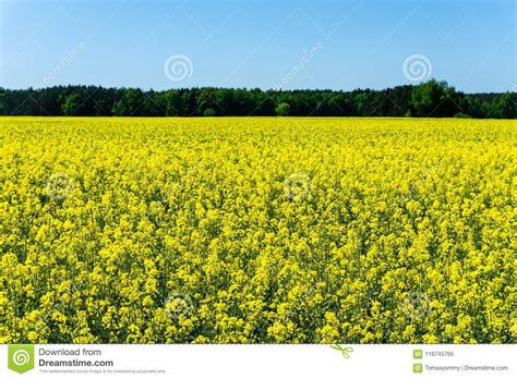 Many Rapeseed Plants With Yellow Blooms On A Field Next To Woods Stock