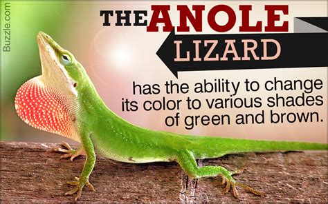 Unexpectedly Stunning Facts About The Anole Lizard