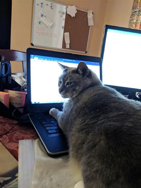 What kitchen appliance do you. People working from home in isolation are sharing funny ...