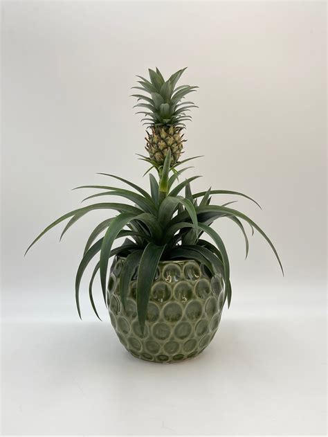 Ananas Comosus Amigo Evergreen Pineapple Plant Rebel Plants