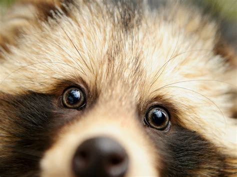 Conoce Al Perro Mapache Un Ser Adorable Que Parece Un Peluche Todo