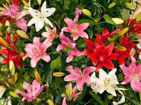 Asiatic Lily Care How To Grow Asiatic Lilies