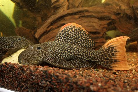 L114 Leopard Cactus Pleco Plecostomus Aquarium Fish Catfish