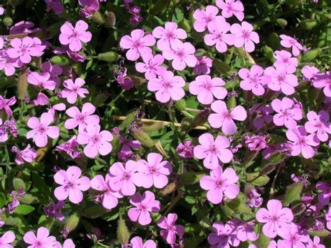 Soapwort Plant How To Grow Soapwort Groundcover Flower Seeds Annual