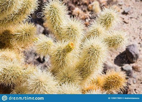 Teddybear Cholla Cactus Cylindropuntia Bigelovii Royalty Free Stock