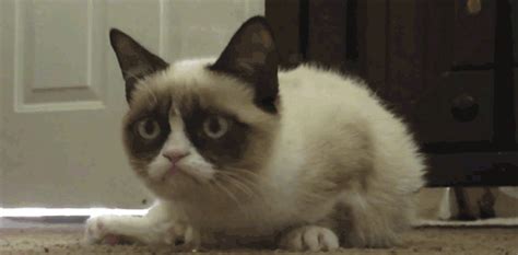 Grumpy Cat Grumpycat Gif WiffleGif