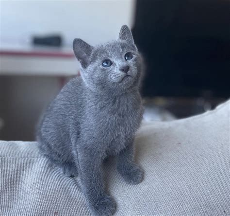 Russian Blue Russian Blue Kittens For Sale Hypoallergenic Cats For