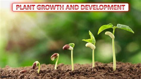 Ppt Plant Growth And Development Class 11 Notes Rajus Biology