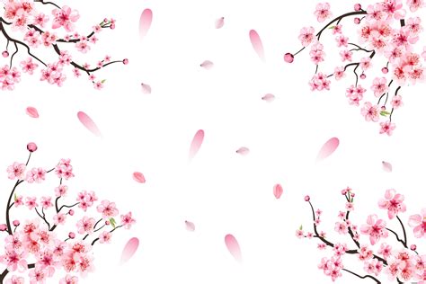 Cherry Blossom With Pink Sakura Flower Vector Pink Sakura Leaf Falling