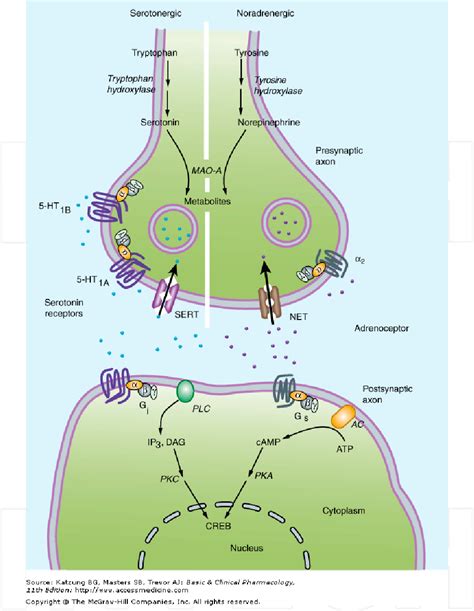 Figure 2 From Serotonin Noradrenaline Reuptake Inhibitors Snris