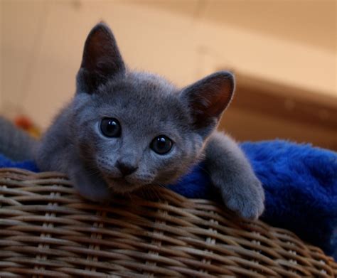 Discover our bengal kittens & cats that are currently for sale. Russian Blue kittens for sale | Russian Blue Love 2015