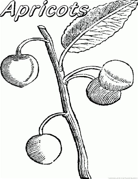 Print coloring page download pdf. Apricot Coloring Pages
