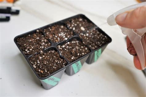 Germinating Tomato Seeds Fast Planting Tips Tomato Geek