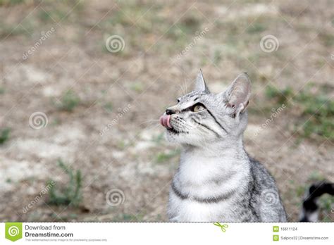 Cute Tabby Kitten Stock Photo Image Of Closeup Cute