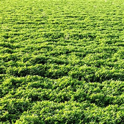 Alfalfa Seeds Farmer Direct Usa Grown Premium Clean