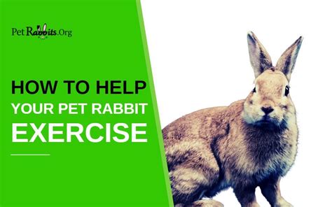 How To Help Your Pet Rabbit Exercise