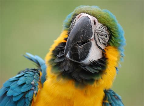 Free Images Bird Wing Animal Wildlife Zoo Beak Tropical