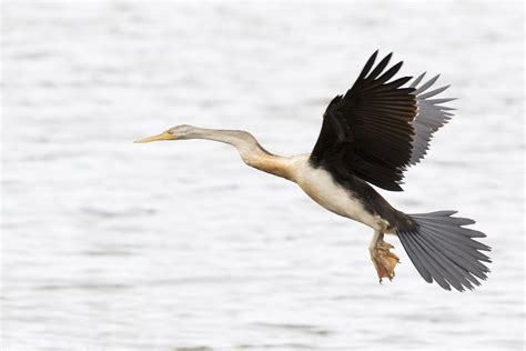 Image 41058 Of Australasian Darter By Phil Marley