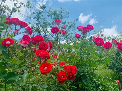 Khám Phá Vườn Hoa Hồng đẹp Nhất Thế Giới Với Những Cảnh Quan Tuyệt đẹp