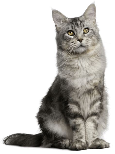 Pet Sitting Feral Cat Dog Cat Png Download 11951600 Free