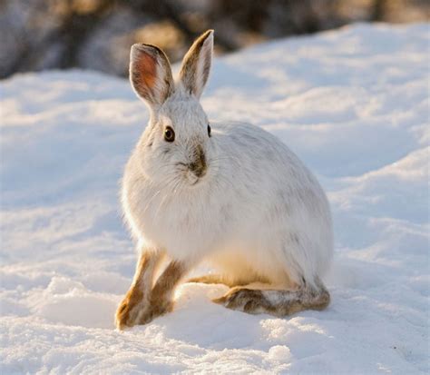 13 Incredible Animals Of The Arctic Snow Animals Animals Snowshoe Hare