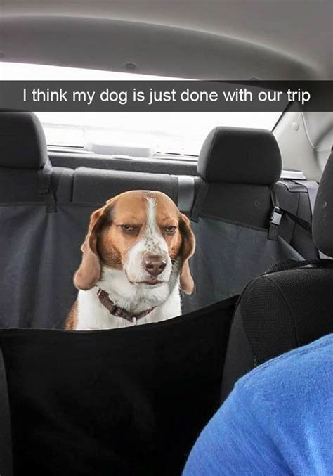 I Think My Dog Is Just Done With Our Trip Funny Dog Memes Cat Memes