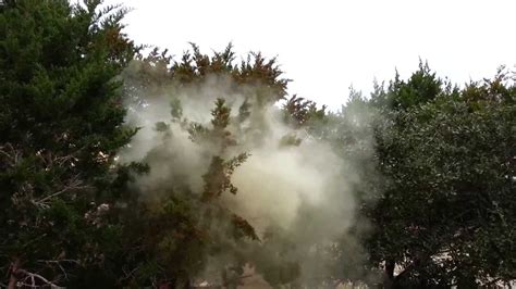 Mountain Cedar Pollen